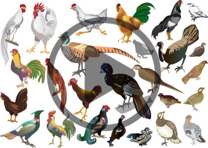 Poultry Breeds and Species Image